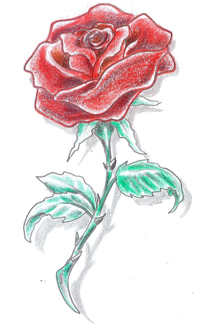 Tattoo Design Rose color by