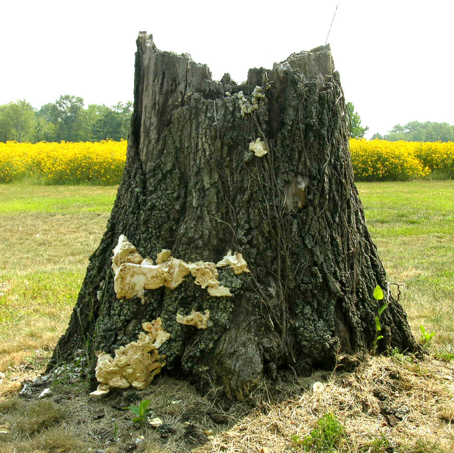 [Image: Tree_Stump_with_Fungus_by_Fairiegoodmother.jpg]