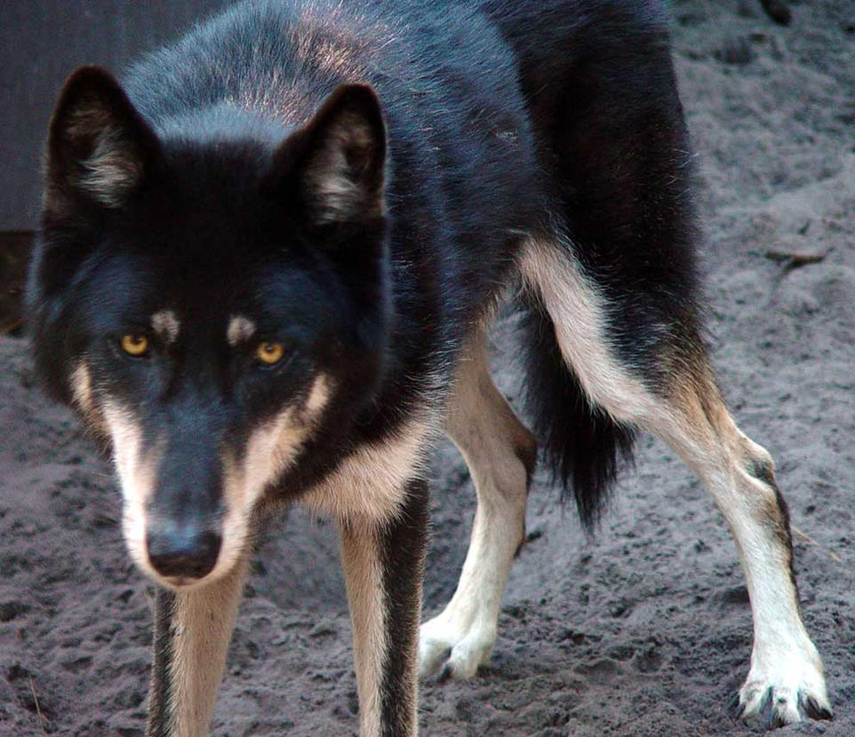 wolf rottweiler hybrid