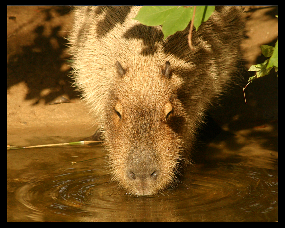 http://th09.deviantart.net/fs6/PRE/i/2005/019/2/7/Capybara_by_TheDivineGoat.png