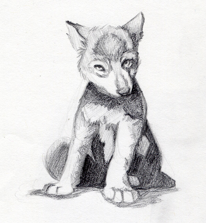 wolf puppy sketches