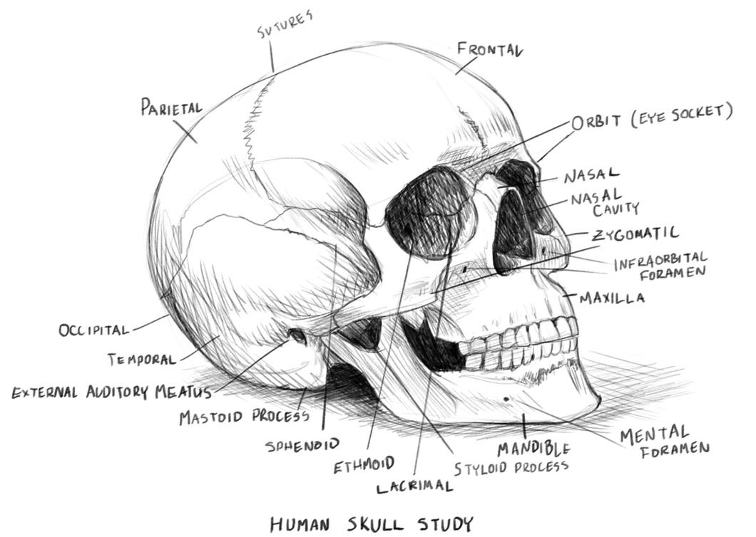 Human Skull Anatomy Study by rpowell77 on DeviantArt
