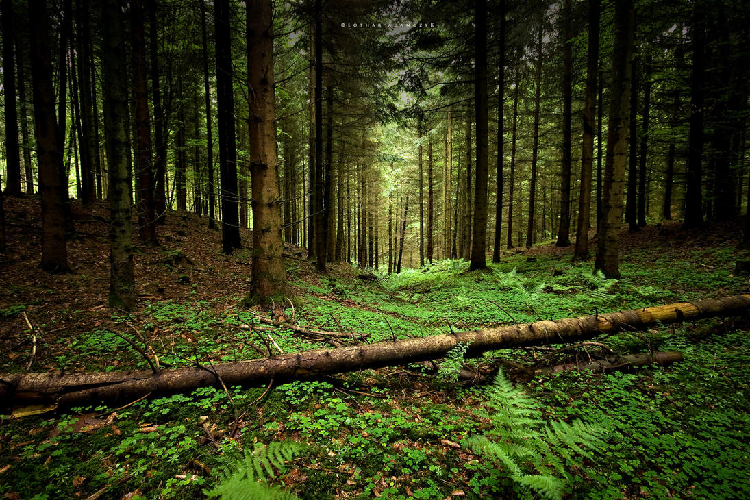 http://th09.deviantart.net/fs70/PRE/i/2010/153/9/2/Into_The_Forest_by_DREAMCA7CHER.jpg