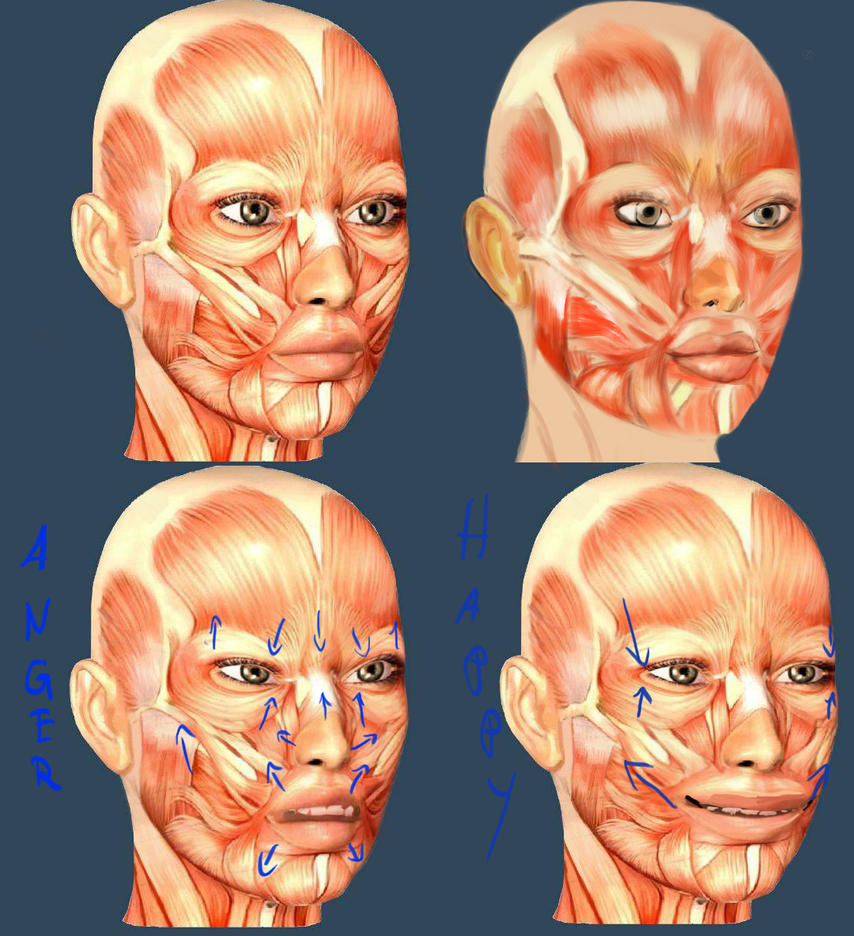 [Image: facial_muscles_by_wolkenfels-d62ifvt.jpg]