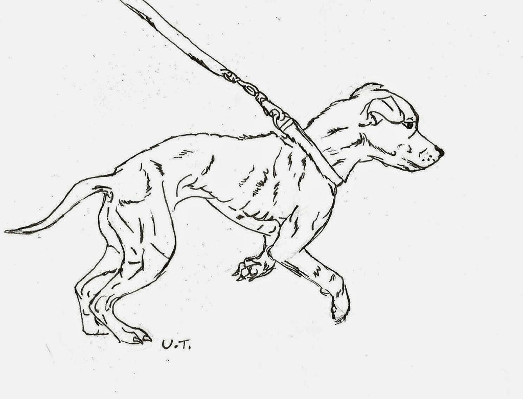 jack russell coloring pages - photo #16