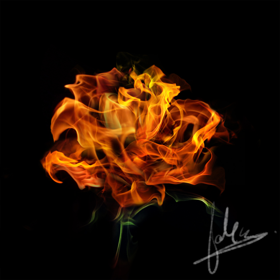 fire_rose_by_devc-d4nzpxw.png