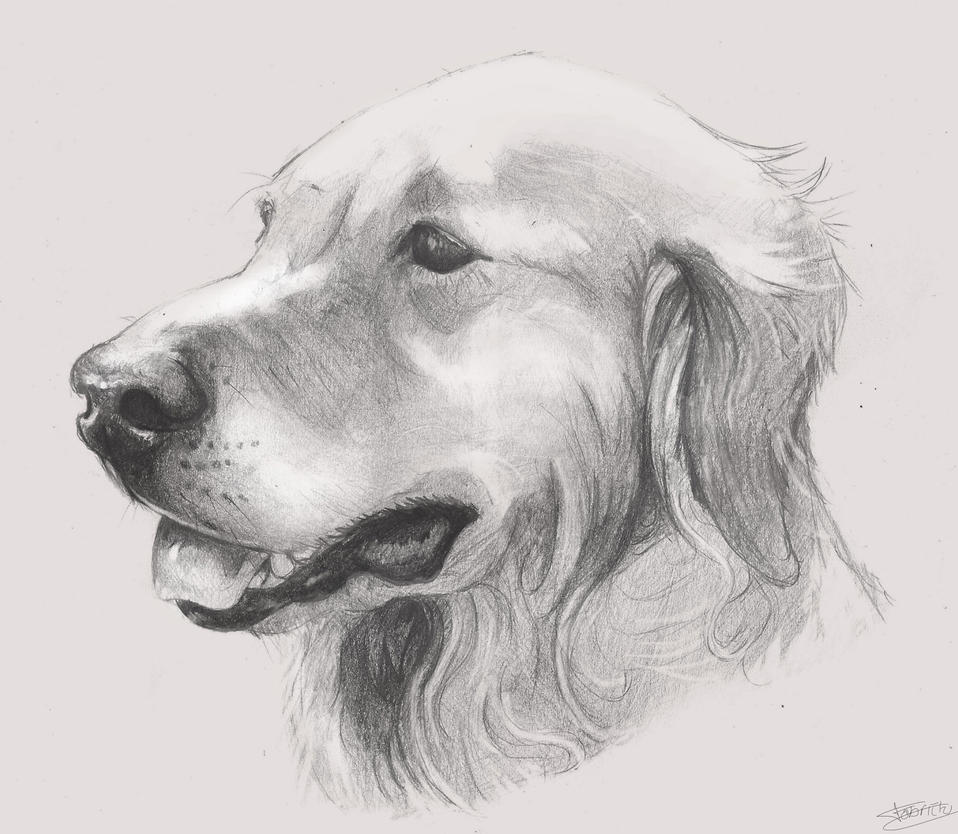 Drawing Dog by Fabriciomarvin on DeviantArt