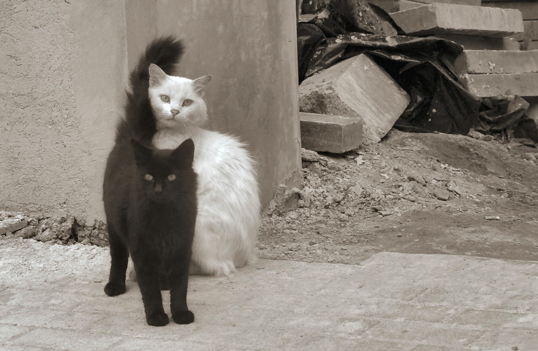 black cat white cat by bludlivijkot
