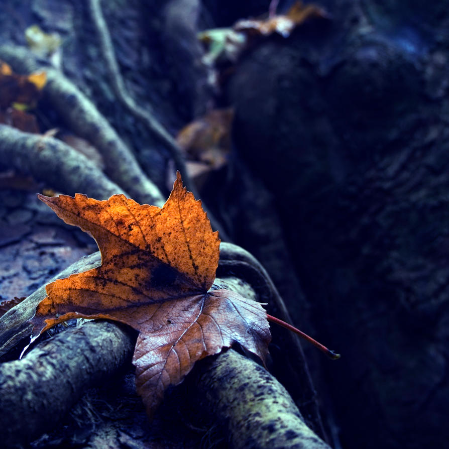 Autumn Photography