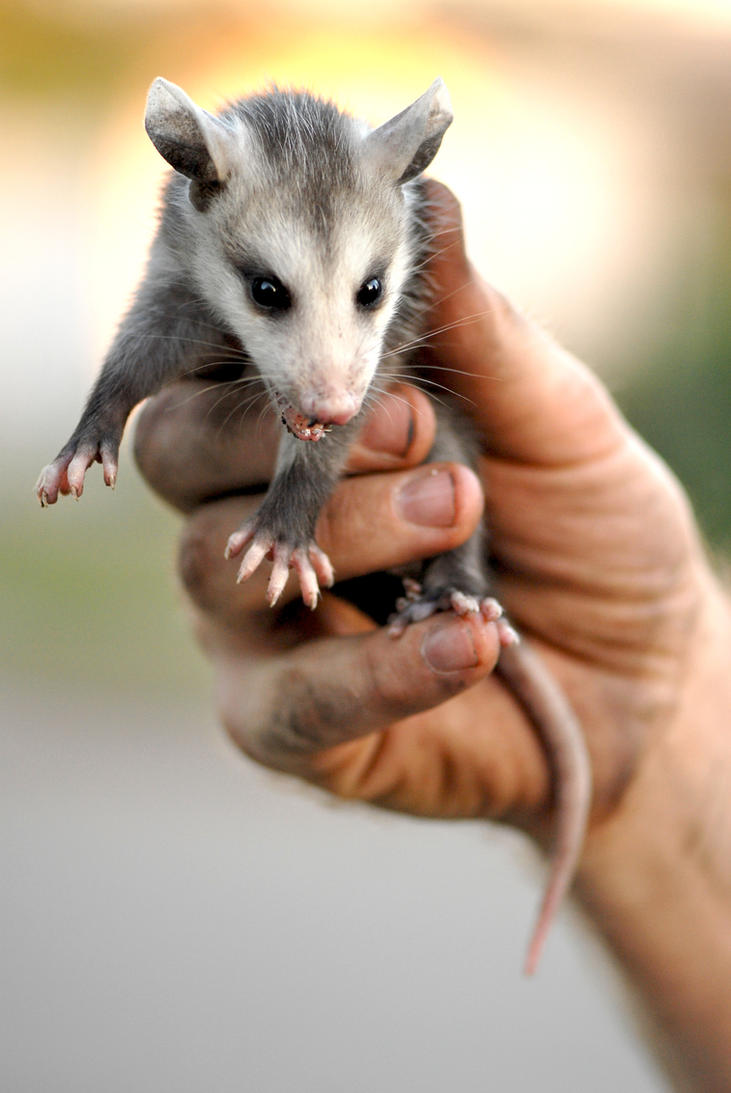  Baby Possum 