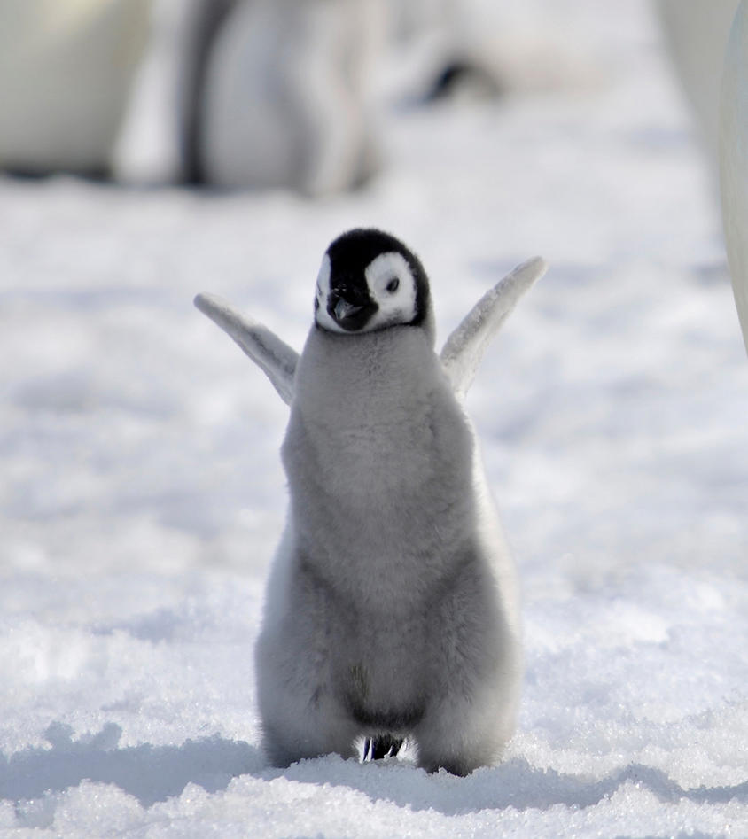 Images Of Cute Penguins