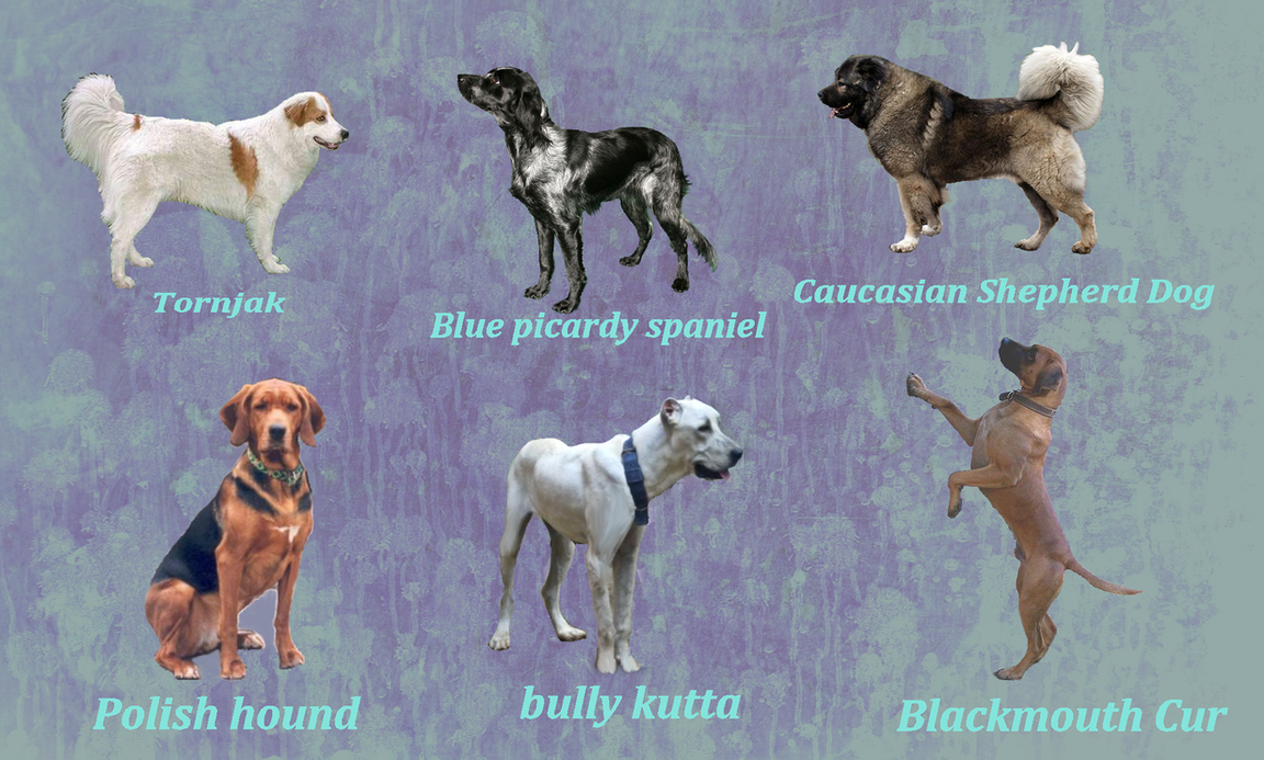 Rare Dog Breeds Pictures